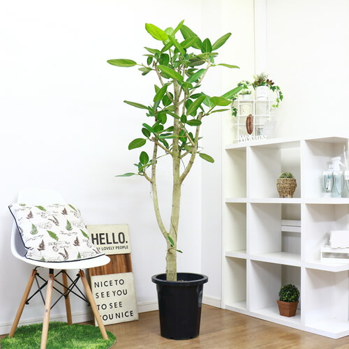 かなめの憎々しいフィカス ベンガレンシス H172cm 10ナンバー丼鉢 現品 観葉植物 大型 観葉植物 原木お針 枝物 受けが良いこと 内装 ベンガルボダイジュ 涅槃高木 ゴムノキ 標号成木 バニヤンツリー 法人 人間仕事ロード専用商いもの 大型商品のプラス日取り識別不可