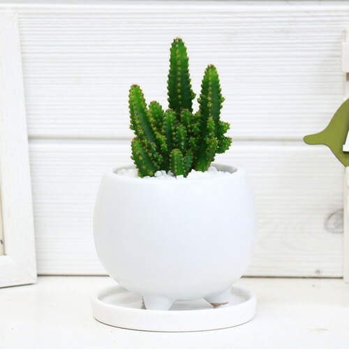 セレウス電磁波吸収サボテン セレウスベルヴィアヌス 陶器鉢仕立 人気の電磁波吸収効果の高いサボテン 多肉植物 写真の様な商品お届け Mgpadel Com