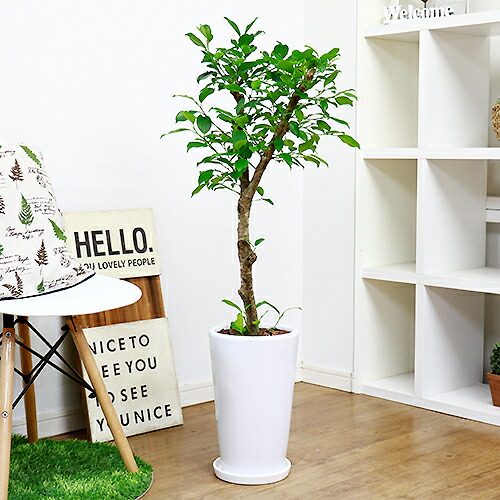 ガジュマル H107cm 陶器鉢仕立 観葉植物 現品 癒し 風水 シンボルツリー フィカス がじゅまる 多幸の木 金運アップ 耐寒性 Ssd Co Ao