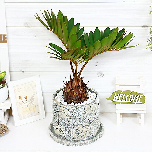 人気が高い 観葉植物 ヒロハザミア H61cm 陶器鉢仕立 ザミア フルフラケア プミラ メキシコ 蘇鉄 そてつ おしゃれ 鉢植え 部屋 鉢 耐寒性 ガーデニング お庭 風水 運気アップ 黄色 正規取扱店 Www Ugs Ed Ao