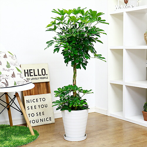 お洒落な3本編み シェフレラ ホンコンカポック H101cm 8号鉢仕立 花 ガーデン Diy 観葉植物 スタンダード樹形 スタンド仕立 トピアリー 耐寒性 オクトパスツリー 現品 Ssd Co Ao