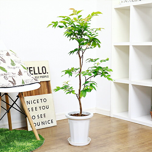 ジャボチカバ 大葉血筋 7サイズ碗 H100cm 評判の四季生り定例 生木 若木 観葉植物 現品 Inebe Com Ge