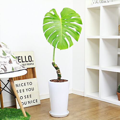 現品 大きな葉が人気 幹上がり モンステラ H103cm 陶器鉢仕立 厳選品 観葉植物 トロピカル ハワイアン 新築祝い 開店祝い 事務所移転祝い 引越し祝い 誕生日祝い 結婚祝い お祝い 送料無料 Highsoftsistemas Com Br