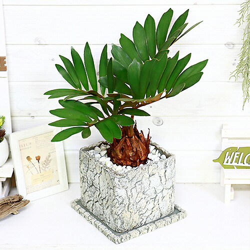 観葉植物 ヒロハザミア メキシコ合衆国ソテツ H46cm セメントポット針仕事 現品 ザミア 満タンフラケアー プミラ メキシコ 蘇鉄 そてつ Inebe Com Ge