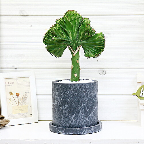 楽天市場 ユーフォルビア ラクテア クリスタータ マハラジャ 3 5号 樹形と色は当店にお任せください 緑の風yamashoku