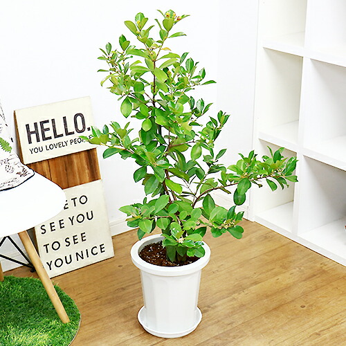 実の生るサイズ ストロベリーグアバ H103cm 8号鉢 現品 テリハバンジロウ 照葉バンジロウ キバンジロウ トロピカルフルーツ 果樹 Highsoftsistemas Com Br