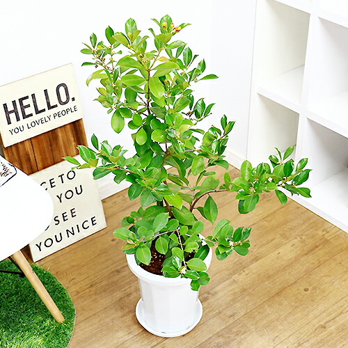 実の生るサイズ ストロベリーグアバ H103cm 8号鉢 現品 テリハバンジロウ 照葉バンジロウ キバンジロウ トロピカルフルーツ 果樹 Highsoftsistemas Com Br