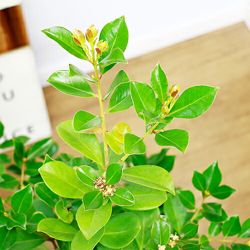 実の生るサイズ ストロベリーグアバ H103cm 8号鉢 現品 テリハバンジロウ 照葉バンジロウ キバンジロウ トロピカルフルーツ 果樹 Highsoftsistemas Com Br