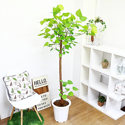 現品 インドボダイジュ 印度大悟成樹形図 H177cm 10号数フラワーポット 観葉植物 ビッグサイズ フィカス 大型 菩提樹 生ゴムの木 癒し構成 風水 覚え樹 道場樹 テンジクボダイジュ 天竺菩提樹 学名 Ficus Religiosa 法人 人間商行為粗方専用商物 送料無料 大型商品の特典