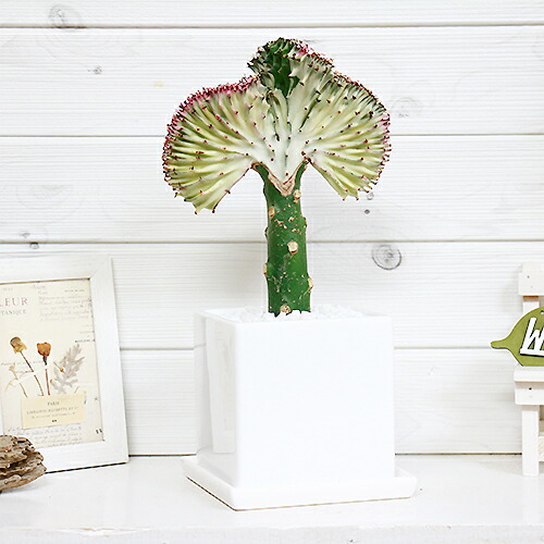 観葉草木 マハラジャ ユウヤケサンゴ H36cm 土器フラワーポット 現品 おすすめ家什緑であること ユーフォルビア Euphorbia Lactea 育て造作無い 衆望 多肉植物 インテリア 風水 レア Fundterra Com Br