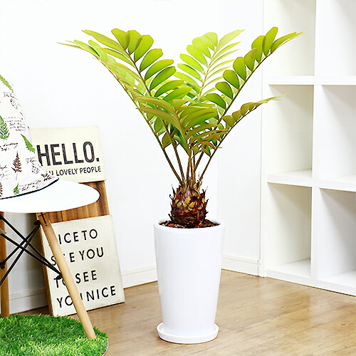 観葉植物 ヒロハザミア H91cm 陶器鉢仕立 ザミア フルフラケア プミラ メキシコ 蘇鉄 そてつ おしゃれ 鉢植え 部屋 鉢 耐寒性 ガーデニング お庭 風水 運気アップ 黄色 Markus Boxengasse De