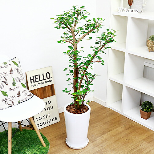 現品 ジャイアントパンダ ガジュマル H124cm 瀬戸もの丼鉢縫い物 観葉植物 最高潮 前栽 Diy 風水 通信販売 ルーム キムジナー ぱんだ がじゅまる フィカス 精霊 飾らずに樹形 スーヴェニアにおすすめ ファニチャー めんこい 丸葉 滅多に無いレア 大型商売物の福祉開催日