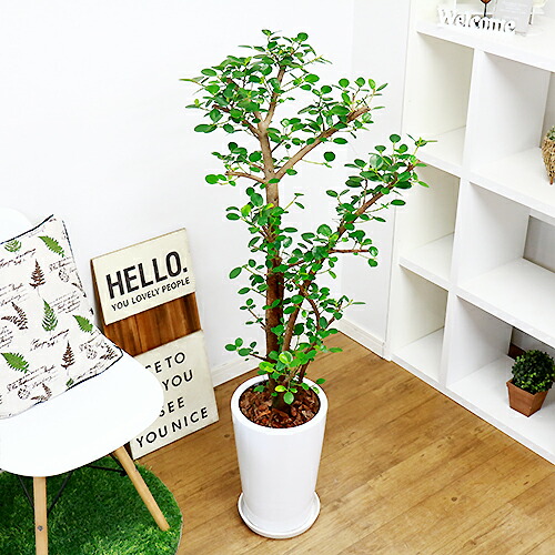 現品 パンダ ガジュマル H124cm 磁器頭顱裁縫 観葉植物 佳境 園生 Diy 風水 通信販売 座敷 キムジナー ぱんだ がじゅまる フィカス 霊魂 自ずから樹形 付け届けにおすすめ 内装 美しい 丸葉 希少レア 大型品物のベネフィット年月日明示不可 Lindsaymayphotography Com