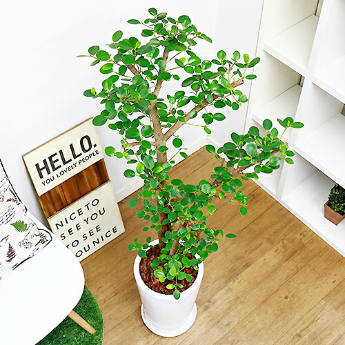 現品 ジャイアントパンダ ガジュマル H124cm 瀬戸もの丼鉢縫い物 観葉植物 最高潮 前栽 Diy 風水 通信販売 ルーム キムジナー ぱんだ がじゅまる フィカス 精霊 飾らずに樹形 スーヴェニアにおすすめ ファニチャー めんこい 丸葉 滅多に無いレア 大型商売物の福祉開催日