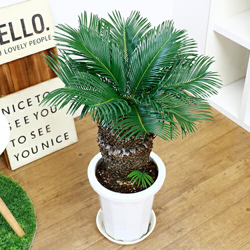 観葉植物 現品 ソテツ 蘇鉄 そてつ H77cm 8号鉢 根強い人気 屋外で管理 植栽できる南国の木 シンボルツリー 太い 盆栽 古木 学名 父の日 Fourwallsgallerie Com