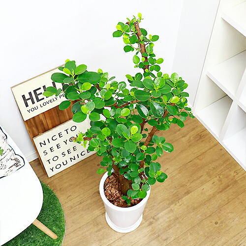 パンダガジュマル H107cm 陶器鉢仕立 観葉植物 現品 自然樹形 がじゅまる フィカス 精霊 贈り物におすすめ Butlerchimneys Com