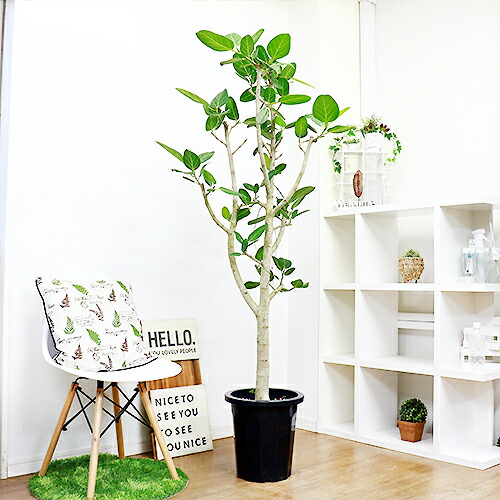 幹の太いフィカス ベンガレンシス H175cm 10号鉢 現品 観葉植物 大型 観葉植物 原木仕立 枝物 人気 インテリア ベンガルボダイジュ 菩提樹 ゴムノキ シンボルツリー バニヤンツリー 法人 個人事業主専用商品 大型商品の為日時指定不可 septicin Com