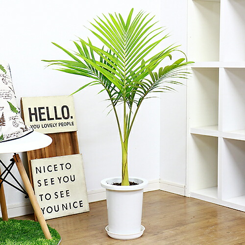 観葉植物 ユスラヤシ キングパーム H100cm 7号鉢 人気 ヤシの木 やし 中型 希少 ゆすらやし アレキサンドラパーム Butterfly Palm 学名 Archontophoenix Alexandrae Psicologosancora Es