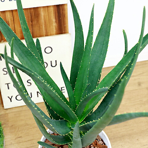 観葉植物 格好良い アロエ ヘラクレス H72cm 7号鉢 バーベラエ バイネシー ディコトマの交配種 大型種 現品 Vmaphotographystudios Com