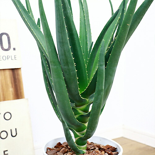 観葉植物 格好良い アロエ ヘラクレス H72cm 7号鉢 バーベラエ バイネシー ディコトマの交配種 大型種 現品 Vmaphotographystudios Com