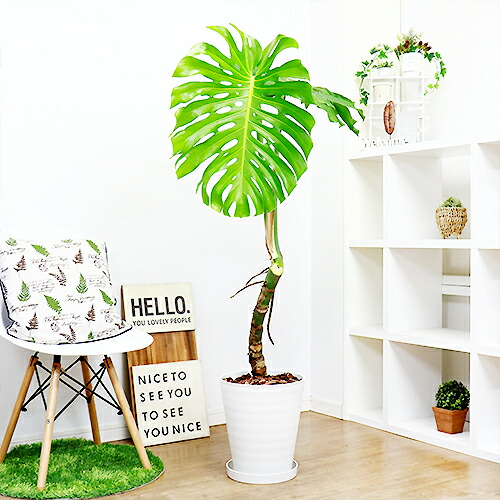 豪快 幹上がりモンステラ デリキオーサ H145cm 10号鉢仕立 現品お届け 幹上がり 観葉植物 法人 個人事業主専用商品 大型商品の為日時指定不可 Psicologosancora Es