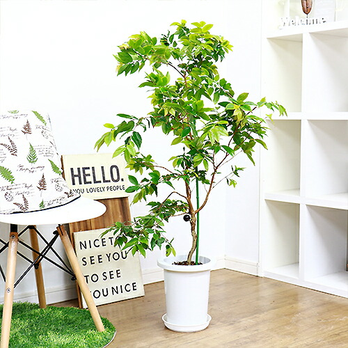 現品 人気の四季生り性 花芽付 ジャボチカバ 大葉系 H109cm 7号鉢 観葉植物 果樹 苗 お祝い 南米ブラジル産のトロピカルフルーツ 亀のいる地 21 06 05撮影 Psicologosancora Es