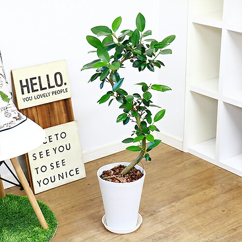 現品 フランスゴムの木 H92cm 7号鉢 幹の曲線が素敵 フィカス ルビギノーサ 観葉植物 中型 インテリアグリーン 耐寒性が強く 濃い緑の葉が美しい フランスゴム ふらんすごむ 気根 Ficus Rubiginosa Cv Australis septicin Com