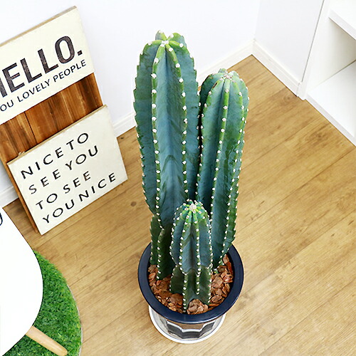 サボテン 多肉植物 トゲナシ 柱サボテン H102cm 8号鉢 観葉植物 鬼面角 さぼてん インテリア オシャレ かわいい プレゼント ギフト 送料無料 Butlerchimneys Com