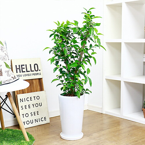 ガジュマル H100cm 陶器鉢仕立 観葉植物 現品 癒し 風水 シンボルツリー フィカス がじゅまる 多幸の木 金運アップ 耐寒性 Butlerchimneys Com