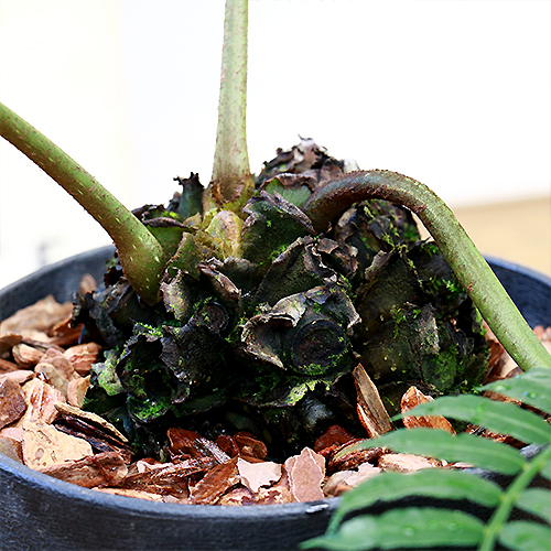 リュウビンタイ H66cm 7号鉢 観葉植物 現品 癒し系 シダ植物 別名 龍鱗 竜鱗 竜鬢苔 塊根植物 学名 Angiopteris Lygodiifolia E Ran Butlerchimneys Com