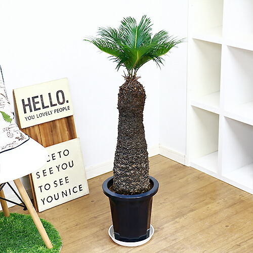 観葉植物 現品 ソテツ 蘇鉄 そてつ H95cm 8号鉢 根強い人気 屋外で管理 植栽できる南国の木 シンボルツリー 太い 盆栽 古木 学名 父の日 Butlerchimneys Com