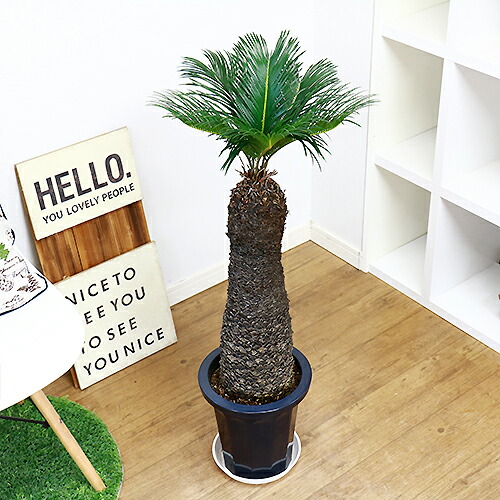 観葉植物 現品 ソテツ 蘇鉄 そてつ H95cm 8号鉢 根強い人気 屋外で管理 植栽できる南国の木 シンボルツリー 太い 盆栽 古木 学名 父の日 Butlerchimneys Com