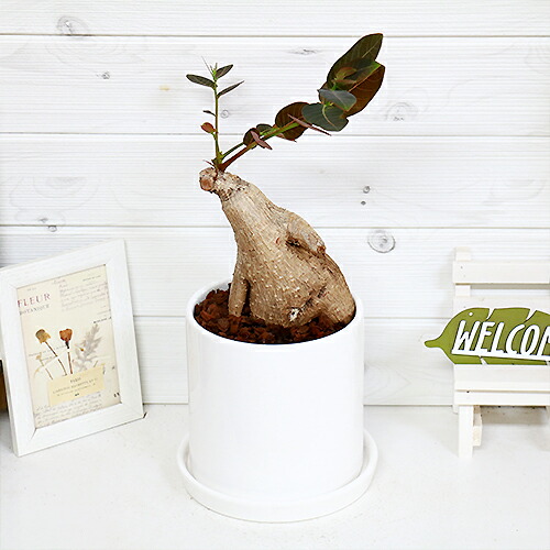 フィランサス ミラビリス H41cm 陶器鉢仕立 現品 観葉植物 アイランサス コーデックス Caudex 塊根植物 多肉 学名 Phyllanthus Mirabilis Fmcholollan Org Mx