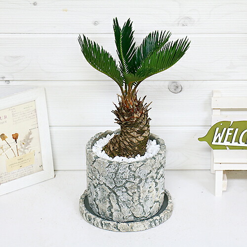 ソテツ 蘇鉄 そてつ H33cm セメントポット鉢 太い 観葉植物 現品 学名 Cycas Revoluta 父の日 Vmaphotographystudios Com