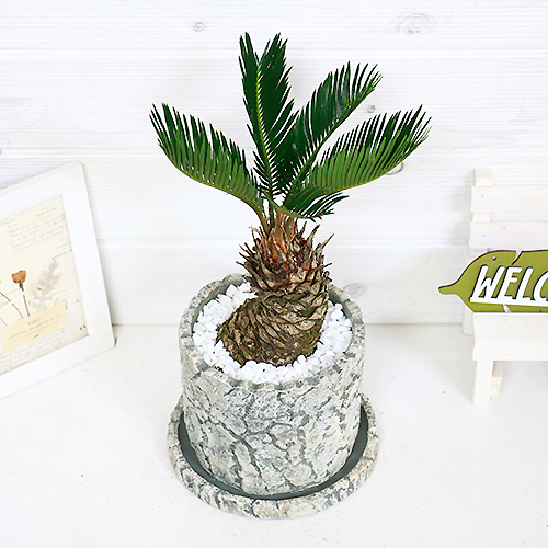 ソテツ 蘇鉄 そてつ H33cm セメントポット鉢 太い 観葉植物 現品 学名 Cycas Revoluta 父の日 Vmaphotographystudios Com