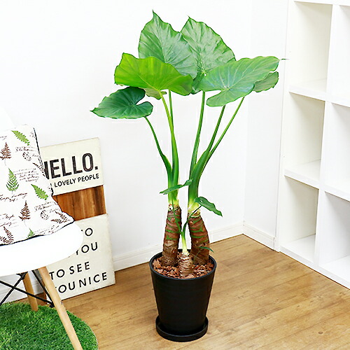 観葉植物クワズイモ H105cm 8号鉢仕立 現品 学名 Alocasia Odora アロカシア オドラ アローカシア くわずいも 中型 septicin Com