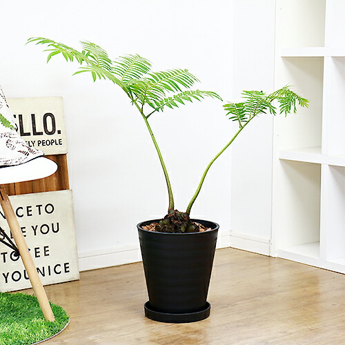 リュウビンタイ H78cm 8号鉢 現品 観葉植物 癒し系 シダ植物 別名 龍鱗 竜鱗 竜鬢苔 塊根植物 学名 Angiopteris Lygodiifolia E Ran 条件付送料無料 Brandingidentitydesign Com