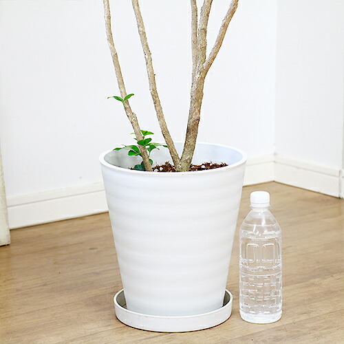 入手困難 希少種 花芽付き ロイヤルジャスミン H111cm 8号鉢 観葉植物 アロマ シルクジャスミン ゲッキツ 花言葉は 純粋な心 花 香り 四季咲き性で育て易い 庭 ベランダ ガーデニング Aplusfinance Blog Com