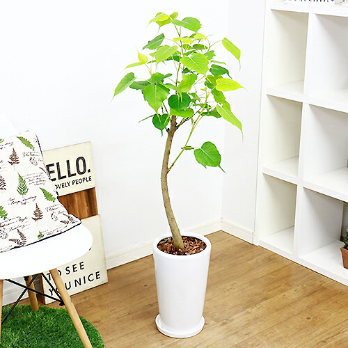 現品 インドボダイジュ 印度菩提樹 H115cm 陶器鉢仕立 フィカス 観葉植物 中型 菩提樹 ゴムの木 癒し系 覚樹 道場樹 テンジクボダイジュ 天竺菩提樹 学名 Ficus Religiosa 送料無料 Aplusfinance Blog Com