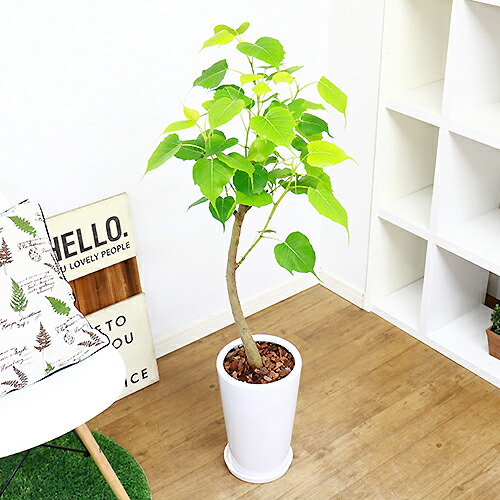現品 インドボダイジュ 印度菩提樹 H115cm 陶器鉢仕立 フィカス 観葉植物 中型 菩提樹 ゴムの木 癒し系 覚樹 道場樹 テンジクボダイジュ 天竺菩提樹 学名 Ficus Religiosa 送料無料 septicin Com