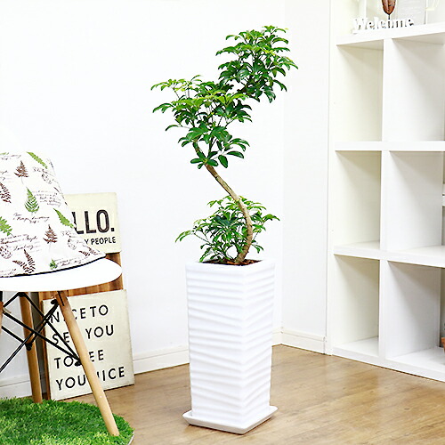 シェフレラ コンパクタ クイーン H107cm 陶器鉢仕立 観葉植物 現品 曲がり樹形 ホンコンコンパクタ Fmcholollan Org Mx