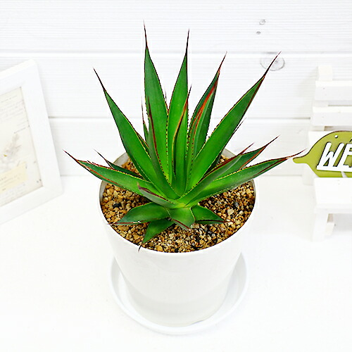観葉植物 希少種 アガベ ブルーグロー H32cm 5号 ブルーグロウ 多肉植物 リュウゼツラン 竜舌蘭 赤い棘 Agave レア 希少 珍しい Butlerchimneys Com