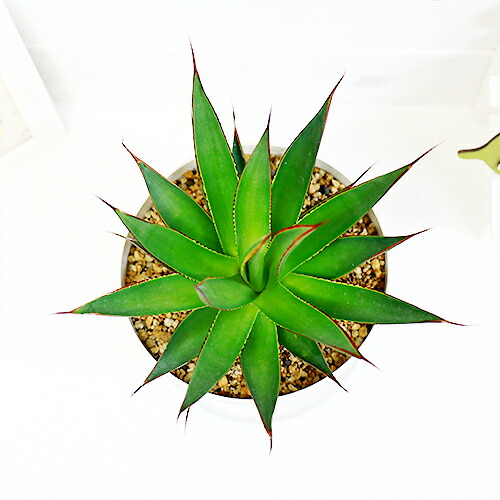 観葉植物 希少種 アガベ ブルーグロー H32cm 5号 ブルーグロウ 多肉植物 リュウゼツラン 竜舌蘭 赤い棘 Agave レア 希少 珍しい Butlerchimneys Com