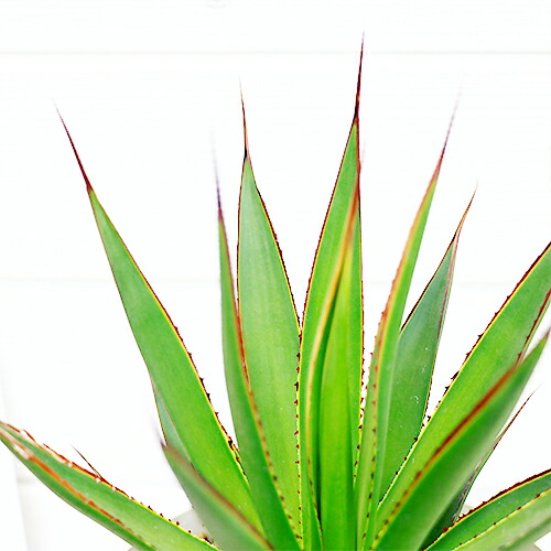 観葉植物 希少種 アガベ ブルーグロー H32cm 5号 ブルーグロウ 多肉植物 リュウゼツラン 竜舌蘭 赤い棘 Agave レア 希少 珍しい Butlerchimneys Com