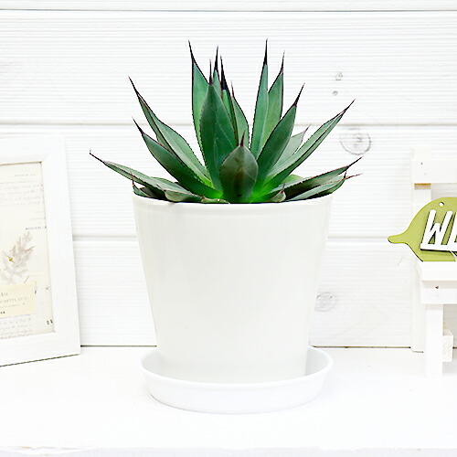 アガベ ブルーエンバー H26cm 5号 観葉植物 現品 希少種 多肉植物 リュウゼツラン 竜舌蘭 Agave レア 希少 珍しい septicin Com