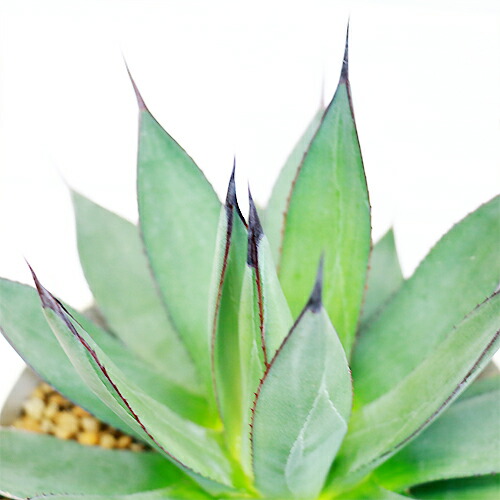 アガベ ブルーエンバー H26cm 5号 観葉植物 現品 希少種 多肉植物 リュウゼツラン 竜舌蘭 Agave レア 希少 珍しい septicin Com