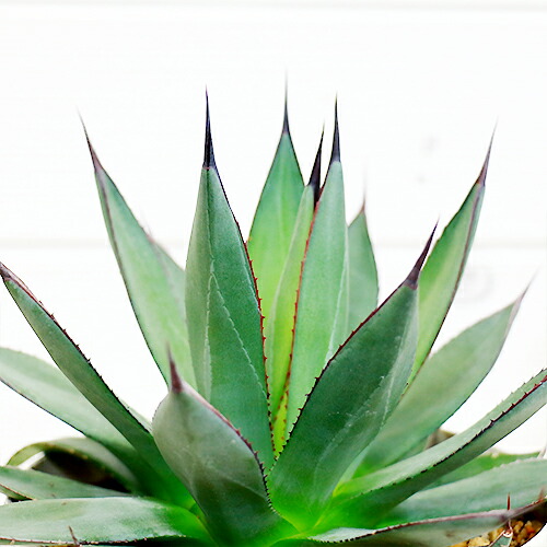 アガベ ブルーエンバー H26cm 5号 観葉植物 現品 希少種 多肉植物 リュウゼツラン 竜舌蘭 Agave レア 希少 珍しい septicin Com