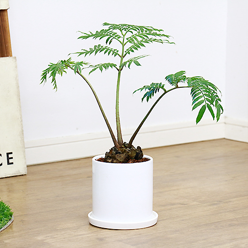 リュウビンタイ H40cm 陶器鉢仕立 観葉植物 現品 癒し系 販売 シダ植物 龍鱗 竜鱗 竜鬢苔 塊根植物 シンプルモダン 学名 Angiopteris Lygodiifolia E Ran Vmaphotographystudios Com