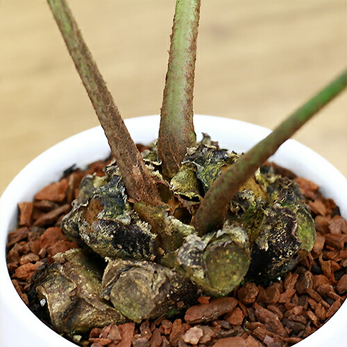 リュウビンタイ H40cm 陶器鉢仕立 観葉植物 現品 癒し系 販売 シダ植物 龍鱗 竜鱗 竜鬢苔 塊根植物 シンプルモダン 学名 Angiopteris Lygodiifolia E Ran Butlerchimneys Com