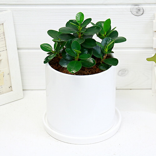 コパンダ ガジュマル H23cm 陶器鉢仕 観葉植物 現品 希少種 フィカス インテリア ギフト パンダ ガジュマル ドワーフ 矮性 がじゅまる 多幸の木 精霊 自然樹形 マルバガジュマル 風水 キムジナー Aplusfinance Blog Com